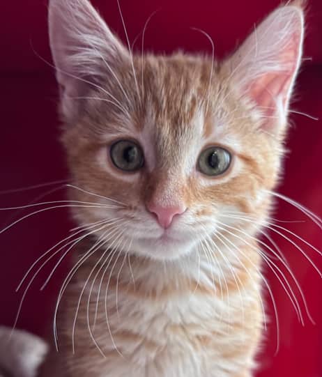 SPARKLES - Domestic Medium Hair cat available for adoption at AARCS in Calgary (1 of 4)