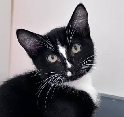 SPRIG - Domestic Short Hair cat available for adoption at AARCS in Calgary (1 of 3)