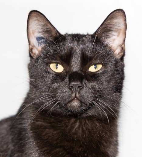 STRETCH - Domestic Short Hair available for adoption
