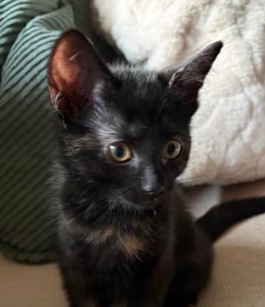 SUGA - Domestic Short Hair cat available for adoption at AARCS in Calgary (1 of 3)