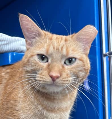 TANGY - Domestic Short Hair cat available for adoption at AARCS in Calgary (1 of 3)