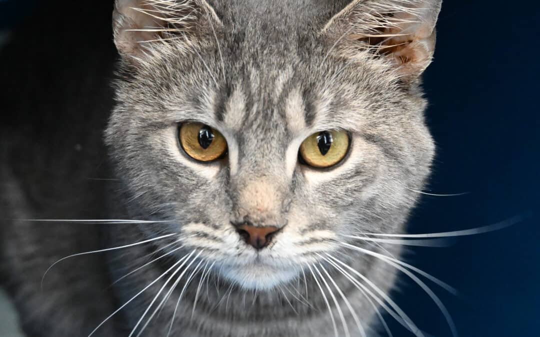 TEDDY - Domestic Short Hair cat available for adoption at AARCS in Calgary (1 of 4)