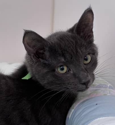 THISTLE - Domestic Short Hair cat available for adoption at AARCS in Calgary (1 of 2)