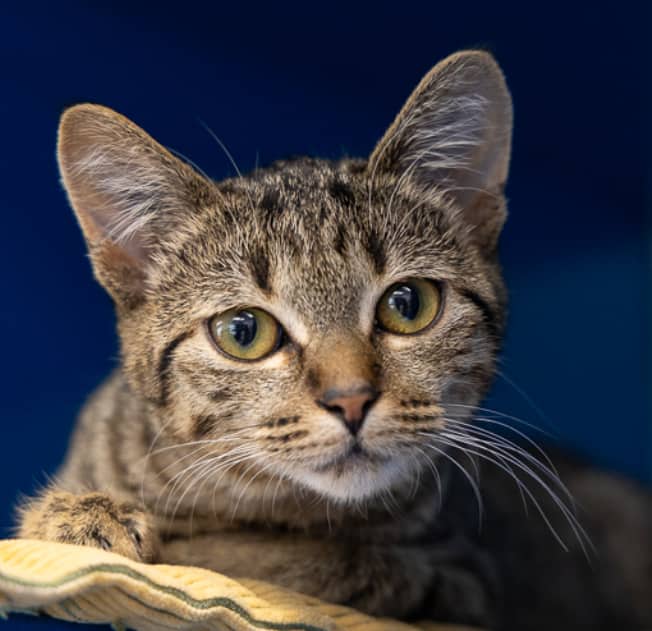 TIKI CAT - Domestic Short Hair cat available for adoption at AARCS in Calgary (1 of 4)