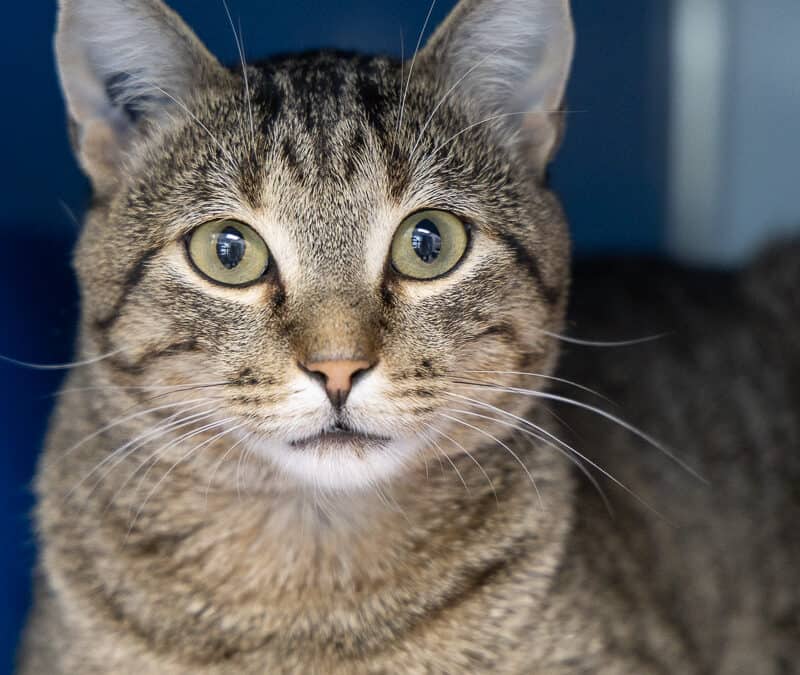 TOEBEAN - Domestic Short Hair cat available for adoption at AARCS in Calgary (1 of 4)