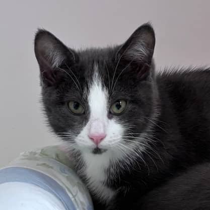 TWIG - Domestic Short Hair cat available for adoption at AARCS in Calgary (1 of 3)