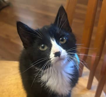TWIST - Domestic Short Hair cat available for adoption at AARCS in Calgary (1 of 3)