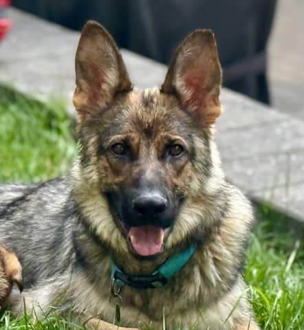 WINDY - German Shepherd mixed available for adoption in Alberta