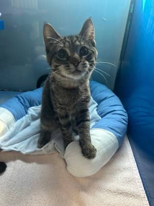 WONDERBREAD - Domestic Short Hair cat available for adoption at AARCS in Calgary