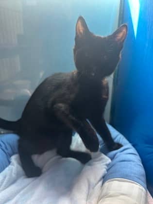 WONDERKID - Domestic Short Hair cat available for adoption at AARCS in Calgary