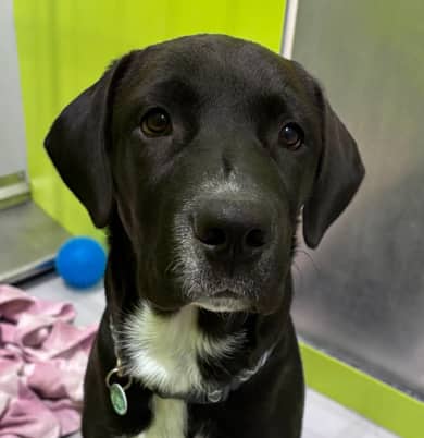 ZOEY - Labrador Retriever mixed available for adoption in Alberta