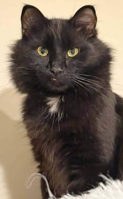 SABINO - Domestic Medium Hair cat available for adoption at AARCS in Calgary (1 of 4)