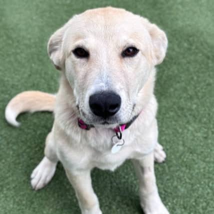 BLOSSOM - Siberian Husky Mixed available for adoption in Alberta
