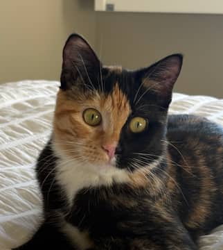 ABILENE - Domestic Short Hair cat available for adoption at AARCS in Calgary (1 of 6)
