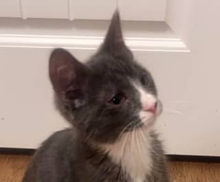 ADEN - Domestic Short Hair cat available for adoption at AARCS in Calgary (1 of 3)