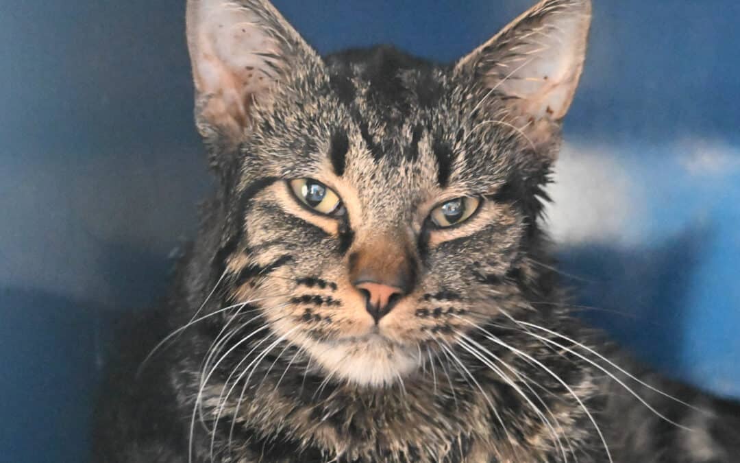 ARTHUR - Domestic Short Hair cat available for adoption at AARCS in Calgary (1 of 3)