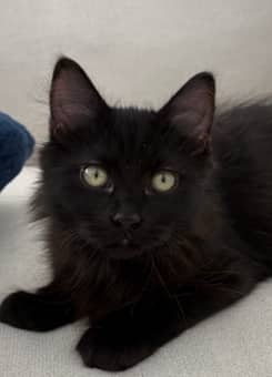 ATTICUS - Domestic Medium Hair cat available for adoption at AARCS in Calgary (1 of 6)