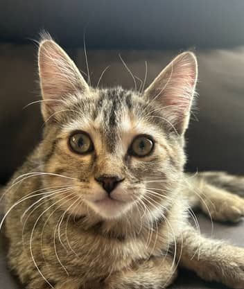 BEANS - Domestic Short Hair cat available for adoption at AARCS in Calgary (1 of 4)