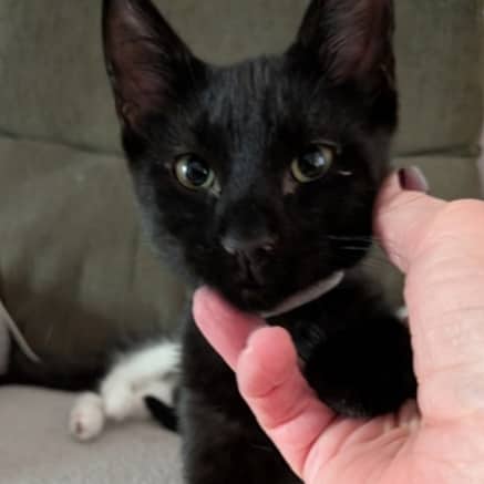 BERLIOZ - Domestic Short Hair cat available for adoption at AARCS in Calgary