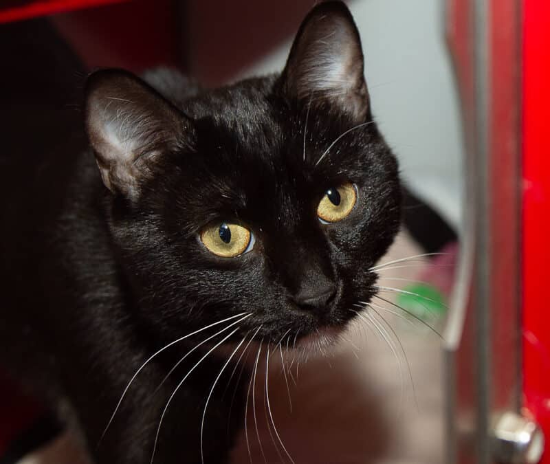 BISCUIT - Domestic Short Hair cat available for adoption at AARCS in Calgary (1 of 5)