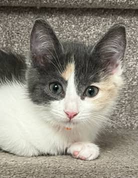 BRIE - Domestic Short Hair cat available for adoption at AARCS in Calgary (1 of 6)