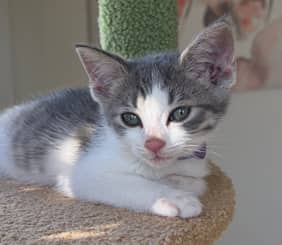 CD - Domestic Short Hair cat available for adoption at AARCS in Calgary
