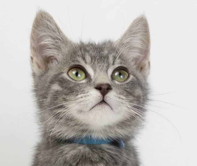 CAMRY - Domestic Short Hair cat available for adoption at AARCS in Calgary (1 of 4)