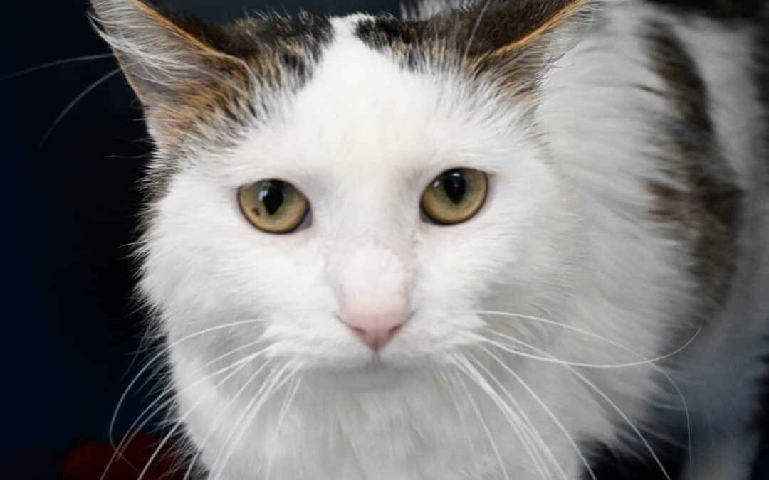 CHARONNE - Domestic Medium Hair cat available for adoption at AARCS in Calgary (1 of 5)