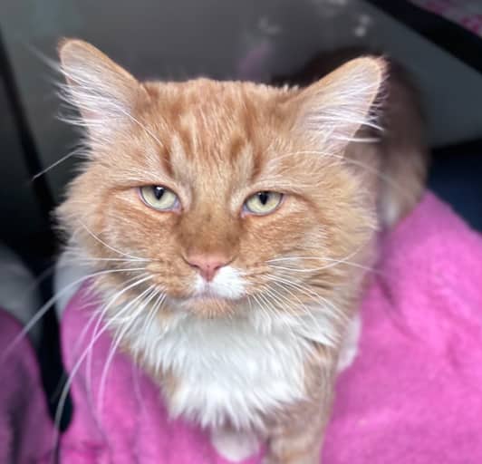 CHESTER - Domestic Medium Hair cat available for adoption at AARCS in Calgary (1 of 5)