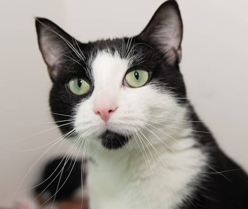 CHILI - Domestic Short Hair cat available for adoption at AARCS in Calgary (1 of 3)