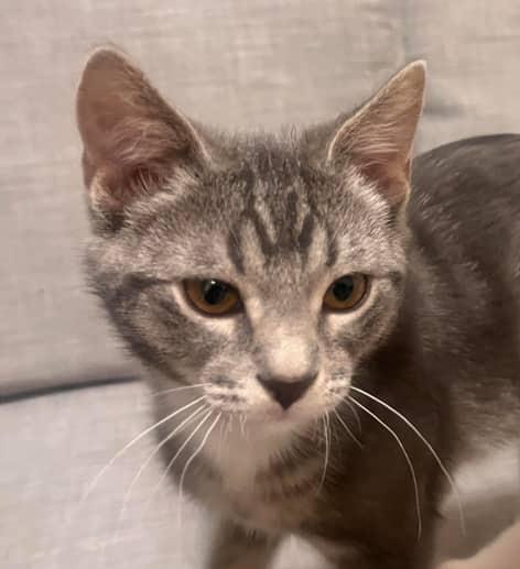 CLARENDON - Domestic Short Hair cat available for adoption at AARCS in Calgary (1 of 3)