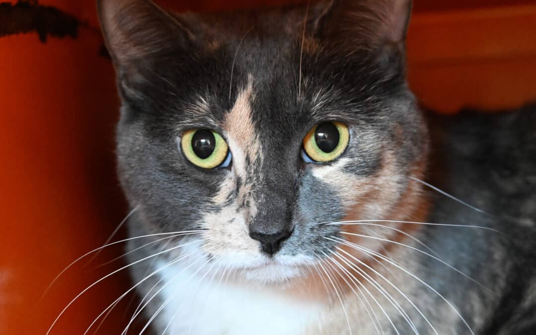 DOLCE - Domestic Short Hair cat available for adoption at AARCS in Calgary (1 of 4)