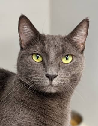 ESTRILDA - Domestic Short Hair cat available for adoption at AARCS in Calgary (1 of 6)