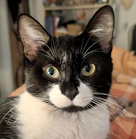 FIGARO - Domestic Short Hair cat available for adoption at AARCS in Calgary (1 of 6)