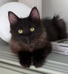 FINCH - Domestic Medium Hair cat available for adoption at AARCS in Calgary (1 of 6)