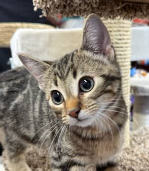 GALLOWAY - Domestic Short Hair cat available for adoption at AARCS in Calgary (1 of 2)