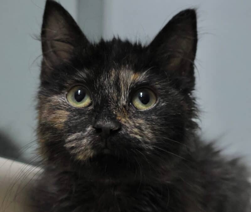 GIZMO - Domestic Medium Hair available for adoption