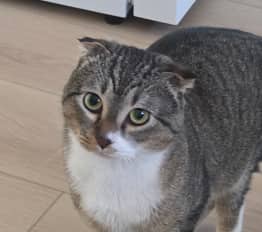 GONZO - Scottish Fold cat available for adoption at AARCS in Calgary (1 of 4)