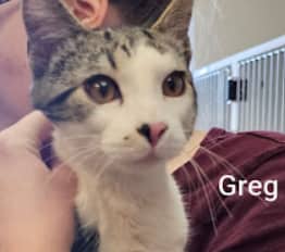GREG - Domestic Short Hair cat available for adoption at AARCS in Calgary