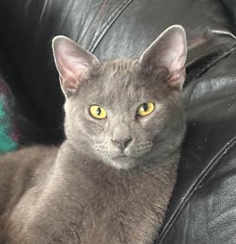 HANDSOME HARRY - Domestic Short Hair cat available for adoption at AARCS in Calgary (1 of 6)