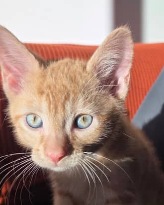INGRID - Domestic Short Hair cat available for adoption at AARCS in Calgary (1 of 4)