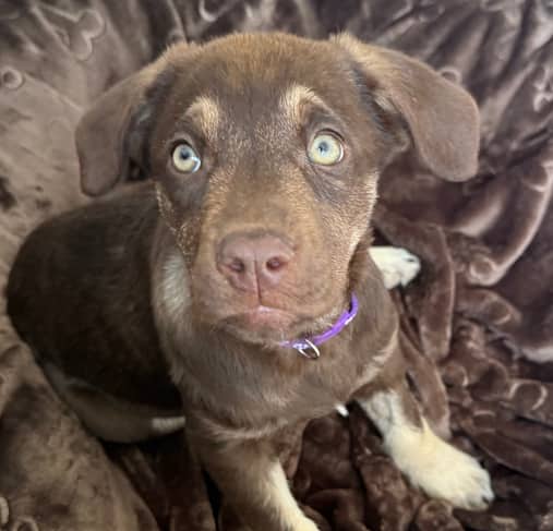 LILITH - German Shepherd Mixed available for adoption in Calgary