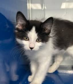 LOIS - Domestic Long Hair cat available for adoption at AARCS in Calgary (1 of 2)