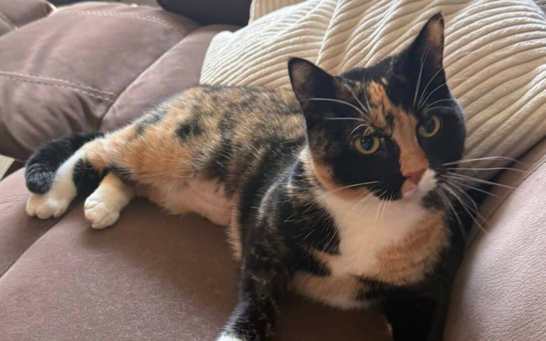 MAIZIE - Domestic Short Hair cat available for adoption at AARCS in Calgary