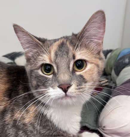 MARBLE - Domestic Short Hair cat available for adoption at AARCS in Calgary (1 of 5)