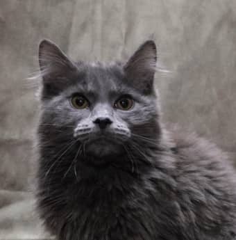 MEHAA - Domestic Long Hair cat available for adoption at AARCS in Calgary (1 of 4)
