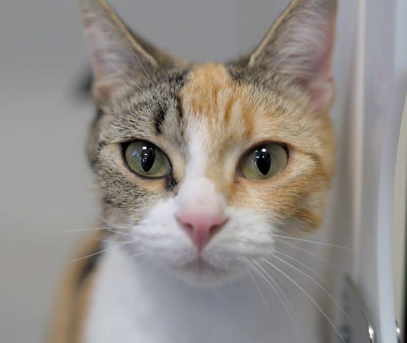 MELLA - Domestic Short Hair cat available for adoption at AARCS in Calgary (1 of 3)