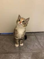 MILLIE - Domestic Short Hair cat available for adoption at AARCS in Calgary