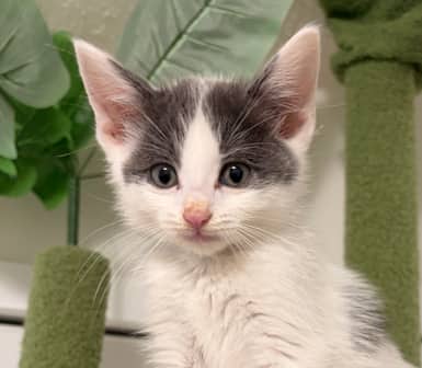 MIXTAPE - Domestic Short Hair cat available for adoption at AARCS in Calgary (1 of 5)