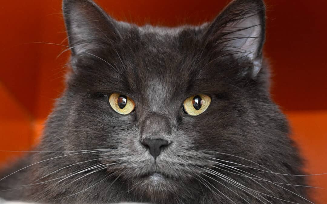 MOWGLI - Domestic Long Hair cat available for adoption at AARCS in Calgary (1 of 3)